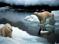 Isbjörnar på isflak